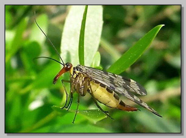 Scorpioni cattivi, buoni e volanti (Panorpa)